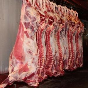  Quality Pork Head - meat and eggs we are distributor and wholesale supplier of livestock and halal pork head for all and we sell at affordable prices, --feel free to contact for more details and recent stock photos.