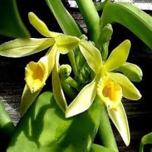  Vente De Vanille Bourbon Bio De Madagascar - épices aromates vente de vanille bio bourbon de madagascar. r&eacute;colt&eacute;e cette ann&eacute;e par ma famille qui vie &agrave; madagascar. tr&egrave;s parfum&eacute;e production familiale. mode de conservation sous vide pour garder sa fra&icirc;cheur et sa dur&eacute;e de conservation. je vends les