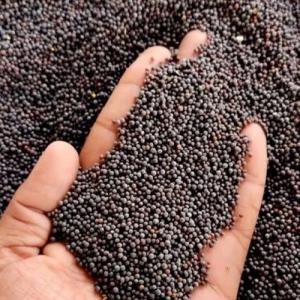  Graines De Moutarde Noir - épices aromates nos produits sont directement de la ferme &agrave; l'usine au cameroun. nous fournissons en respectant les sp&eacute;cifications et les besoins exacts dans les d&eacute;lais convenus pour la fourniture du produit &agrave; des prix tr&egrave;s abordables. moq un conteneur de 20 pieds +/ 20 mt