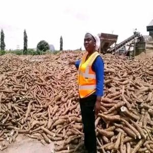  Sweet Cassava - fruits and vegetables we have a large stock of very sweet cassava. we are looking for a buyer for long-term business,  the price is negotiable regarding the destination,  and we can export.