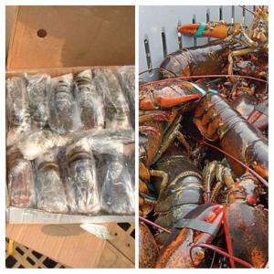  Fresh And Frozen Lobsters For Sale - crustacean shell our products are directly from sea to factory in cameroon . we supply with respect to exact specifications and needs,  within agreed specified lead time of product supply at very affordable prices.----our lobsters range in weight from 1.25 to 4 pounds. they can be delivered in packs of 1-15. simply s
