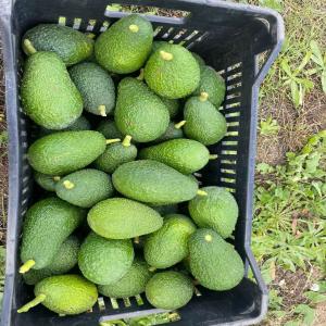  Avocado - fruits and vegetables we have a large stock of avocados. we are looking for a buyer for long-term business,  the price is negotiable regarding the destination,  and we can export.