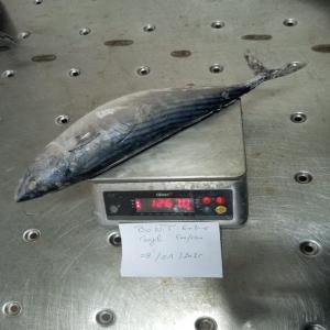  Bonite Ventre Rayé - poissons des clients pour une grande quantit&eacute; de poissons congel&eacute;s pr&eacute;par&eacute;s pour l'exportation ( sardines,  sardinale,  bonite &agrave; ventre ray&eacute;,  maquereau... ) nous sommes bas&eacute;s &agrave; casablanca.--pour plus d'infos merci de me contacter par mail --bienvenue.