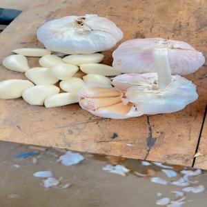  Fresh Garlic - aromatic spices we have large quantities of fresh garlic in our stock and are looking for pattern and long-term business.
