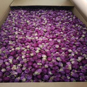  Grossiste Globe Amaranthe Gomphrena - horticulture plante biocarburant globe amaranthe variétés violette,  rouge,  blanche,  en grade alimentaire,  conforme aux exigences européennes pour application directe,  usage culinaire divers,  pâtisserie,  infusion,  extraction ou simplement en grade pour la décoration... fleurs séchées p