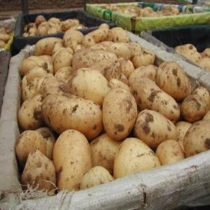  Pommes De Terre Fraîches Des Pays-bas - fruits et légumes pommes de terre fraîches des pays-bas--lieu d'origine pays-bas--année de récolte 2018-2019--tailles taille - 50/60,  60/80, --couleur jaune--emballage 25kg--prix 303   - 335   / mt-cif--délai de livraison expédition hebdomadaire (7 jours après réception 