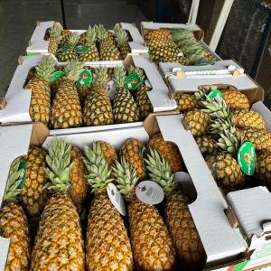  Sugarloaf Pineapples - fruits and vegetables      sale of sugarloaf pineapples   export quality,  bulk availability   ----   product- sugarloaf pineapples--   origin- benin--   available quantity- shipping in pallets cartons--   packaging- 12-13-13.5-15 kg cartons --   available sizes- 8-9-10-11--   shipping mode- plane--   incoterms- according