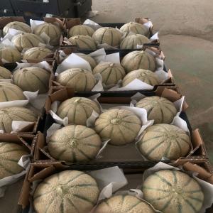  Cantaloupe Melon - fruits and vegetables  sale of cantaloupe melons from senegal premium quality bulk availability  product cantaloupe melon origin senegal available quantity shipping in pallets of 150 cartons 20 pallets per container packaging cartons of 5 6 kg available sizes 4 5a 5b 6 shipping mode