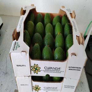  Hass Avocados From Mexico - fruits and vegetables  sale of avocados from mexico premium quality bulk availability  product hass avocado from mexico origin mexico available quantity shipping in pallets of 216 cartons by air or 264 cartons by sea packaging cartons of 4 kg available sizes 12 to 32 shipping mode
