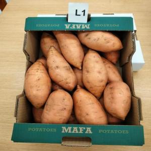  Bellevue Sweet Potatoes From Egypt - fruits and vegetables  sale of bellevue sweet potatoes from egypt premium quality bulk availability  product bellevue sweet potatoes origin egypt available quantity shipping in pallets of 80 cartons or container of 3328 cartons packaging cartons of 6 kg available sizes s m l1 l2 xl 