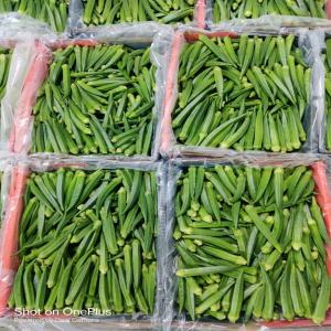  Fresh Okra - fruits and vegetables    sale of okra from ghana   premium quality,  fast air freight shipping     ----   product- fresh okra--   origin- ghana--   available quantity- shipping in pallets of 150 cartons--   packaging- cartons of 4 kg--   shipping mode- air freight for maximum freshness--   incoterms- according to the clie