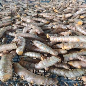  Fresh Turmeric - fruits and vegetables    sale of peruvian turmeric   premium quality,  bulk shipping     ----   product- fresh turmeric--   origin- peru--   available quantity- shipping in pallets or full containers--   packaging-----cartons of 13.6 kg--pallet of 72 cartons--container of 1440 cartons--   shipping mode- air freight for fa