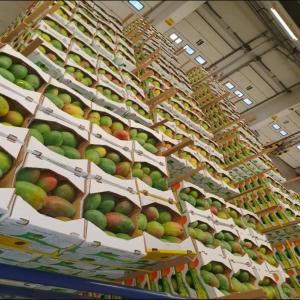  Kent Mangoes - fruits and vegetables  sale of kent mangoes from ghana premium quality bulk availability   product mangoes origin ghana available quantity shipping in pallets and containers packaging cartons of 5 kg sea freight pallet 100 cartons shipping mode sea freight incoterms according 