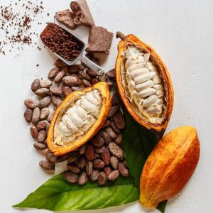  Stock De Cacao Disponible Pour Exportation - café cacao thé nous sommes une entreprise de production de cacao basée au togo,  possédant plusieurs hectares de plantations. en tant que producteurs directs,  nous ne passons par aucun intermédiaire,  ce qui nous permet de garantir la qualité et la traçabilité de nos produit
