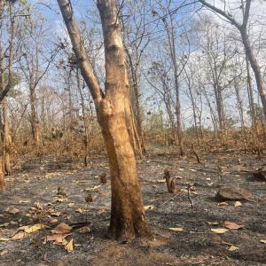  Bois De Teck Vendre - autres nous mettons en vente des bois de teck.----propriétés physiques-----densité - 0, 67----dureté monnin - 4, 2----coef. retrait volumique - 0, 34 %----stabilité en service - stable----retrait radial total - 2, 6 %----point de saturation des fibres - 24 %----retrait tangen