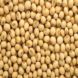  Graines De Soja Non Ogm De Qualité Supérieur - céréales --   quantité disponible - 471, 02 mt--   grade - a   haute qualité,  approuvé par la fda--   couleur - blanc--   pureté - 98, 72 %   rendement élevé--   type - soja américain sans ogm--   odeur - 100 % naturel,  sans odeur--   date d'expiration - 22 nove