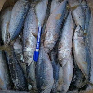  Poisson Congelé - poissons nous sommes une entreprise sénégalaise et nous exportons des produits halieutiques tels que le poisson congelé. nous sommes à la recherche de clients très sérieux pour des conteneurs de poissons congelés, (chinchard,  maquereau, pelon,  sardinelle, mullet, 