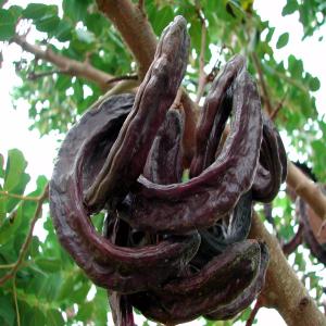  Carob - fruits et légumes vendre de carobej'ai des caroubes de bonne qualit&eacute; &agrave; vendre. j'en ai une quantit&eacute; importante. le produit est 100% alg&eacute;rien.alger alger alg&eacute;rie alg&eacute;rie alg&eacute;rie alg&eacute;rie 