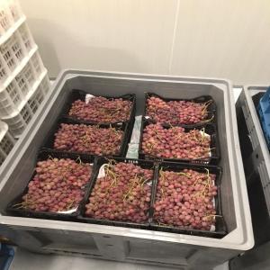  Matériel De Chambres Froides - matériels machines modules de conditionnement atmosphère contrôlée pour fruits et légumes --j'ai une grande qualité disponible je suis située à constantine 