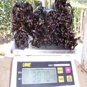  Gousse De Vanille - épices aromates bonjour je suis planteur de vanille en colombie  j ai deux varietes de vanille  la premiere planifolia et aussi  une vanille originaire du costarica la vanille costaricense    sont des vanille cultive en sous bois naturel   aucun produit chimique cette vanille recolte le plus tard possible pour une 