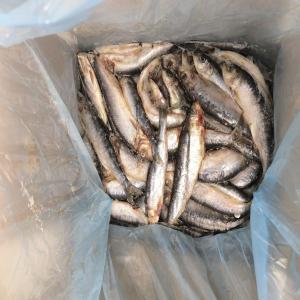  Sardines Wr - fish we have 60t of wr caught & produce in france.--packaging - 10kgs blocks cartons--price- 0.80 /kg exw----payment terms- 30 days if you have insurance.