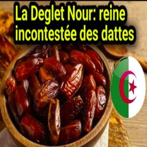  Dattes Deglet Nour D'algérie - fruits et légumes power product export vous propose des dattes deglet nour,  réputées pour leur qualité exceptionnelle-----description - chair tendre,  translucide,  couleur dorée,  goût sucré légèrement caramélisé.--origine - cultivées dans les 