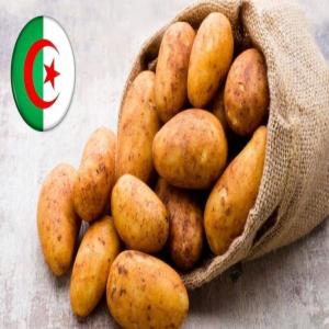  Exportation De Pommes De Terre Algériennes - fruits et légumes nous proposons des pommes de terre fraîches,  cultivées en algérie,  reconnues pour leur qualité exceptionnelle et leur goût authentique.--pour toute collaboration ou commande,  contactez-nous. qualité garantie,  livraison rapide.
