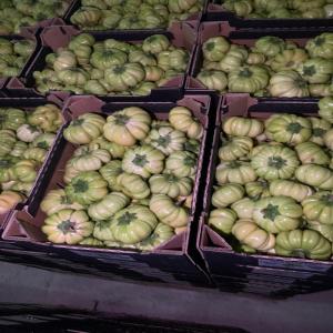  High-quality Bitter Eggplants Senegal - fruits and vegetables high-quality bitter eggplants for sale   senegal   export quality----product details-----variety- bitter eggplant--origin- senegal--packaging- 5 kg cartons--transport- sea & air freight--availability- year-round supply--description---we offer premium bitter eggplants from senegal,  known for their di