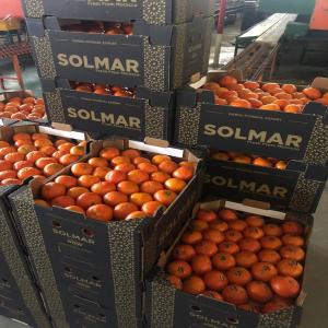 Premium Nules Clementines for Sale   Morocco - fruits and vegetables premium nules clementines for sale   morocco   export quality----product details-----variety- nules clementine--origin- morocco--packaging- 10 kg cartons--transport- sea & truck freight--availability- seasonal (november to april)--certifications- global g.a.p--description---indulge in the premium nu