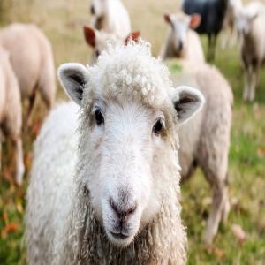  Viandes Bovines Et Ovines - viandes et oeufs bonjour --nous sommes une entreprise spécialisée dans l'importation de viandes bovines et ovines,  en carcasse ou sous vide. nous cherchons à établir des partenariats solides avec des fournisseurs fiables et certifiés,  capables de garantir une qualité constan