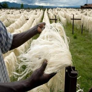  Premium Sisal Fibers For Sale High Quality - bois charbon fibre  looking for top quality sisal fibers? we supply premium natural sisal fibers in bulk ideal for rope and twine manufacturing carpet and mat production brushes and polishing materials pulp paper and handicrafts best use is making gypsum strong boards plus p.o.p cement why choose 