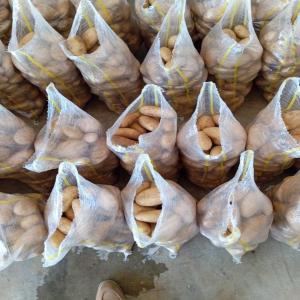  Pomme De Terre Oignon Poivron - fruits et légumes bonjour--nous vous proposons de la pomme de terre ,  oignon , poivron ,   carotte ,  mabdarine ptoduit au maroc au prix competitif --avec facilite de paiement 50%  a la commande ,  50% a la reception.--merci de nous contacter