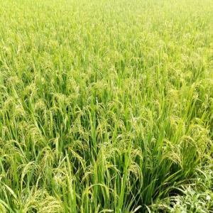  Vente Du Riz C26 En Paddy - céréales annonce de vente de riz c26 qualit&eacute; sup&eacute;rieure et prix comp&eacute;titif dans le cadre de la commercialisation de notre production agricole nous mettons en vente une quantit&eacute; importante de riz de vari&eacute;t&eacute; c26 reconnue pour sa qualit&eacute; et son excellent 