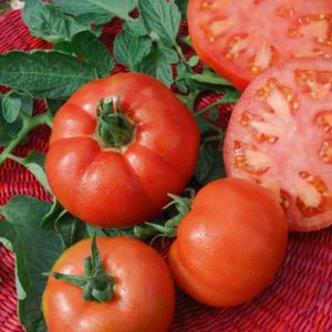 Exportation De Tomates De Qualité Supérieure - fruits et légumes &agrave; la recherche de tomates savoureuses et de qualit&eacute; pour vos march&eacute;s ? notre entreprise alg&eacute;rienne propose des tomates cultiv&eacute;es dans des conditions optimales reconnues pour leur fra&icirc;cheur leur go&ucirc;t exceptionnel et leur longue conservation. dis