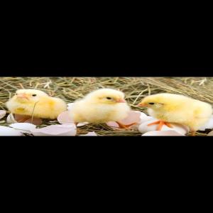 Poussin Cobb500 Ros308 - viandes et oeufs les poussins de chair d un jour sont de souche cobb 500 et ros308 performants avec une très bonne croissance en élevage. le couvoir est doté de matériel de production de haute technologie,  l équipe technique veille sur la qualité