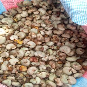  Vente De Noix De Cajou Fraîches En Grande Qté - autres nous disposons d'une grande quantit&eacute; de noix de cajou fra&icirc;ches non transform&eacute;es provenant des meilleures r&eacute;coltes du mali. nos produits sont soigneusement s&eacute;lectionn&eacute;s pour garantir une qualit&eacute; sup&eacute;rieure. caract&eacute;ristiques du produit 