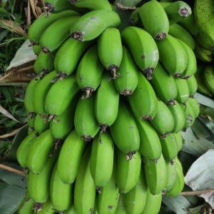 Manioc/banane De Madagascar - fruits et légumes bonjour, --nous sommes une soci&eacute;t&eacute; fran&ccedil;aise sp&eacute;cialis&eacute;e dans l'exportation des fruits et l&eacute;gumes malgache.--nous sommes implant&eacute; &agrave; tamatave,  majunga et mayotte.--nous avons l'habitude de travailler avec des investisseurs mahorais,  comorien et c