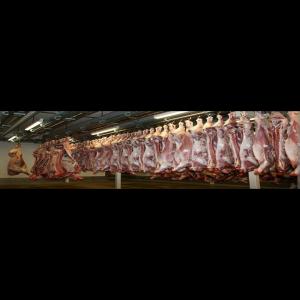  Carcasse Bovin Et Ovins - viandes et oeufs carcasse entière de bovins et ovins [origine pologne]--race - angus,  hereford,  limousin--poids - 330-400 kg--processus de stockage - frais--certification - halal--prix cif eur - 4200  /mt ----carcasse entière de mouton--poids 16-20 kg--processus de stockage - frais--certification - hal