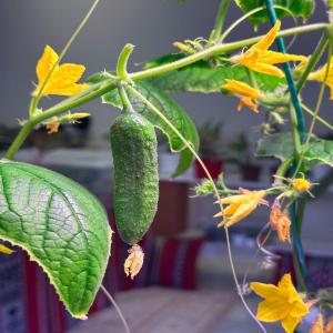  Produits De Haute Qualité - lait et produits laitiers nous fournissons du basilique,  de la menthe,  du laitue,  des épinards (produit hydroalcoolique) et beaucoup d'autres produits  légumes et fruits  avec avec toutes les garanties 