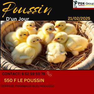  Gros Poulets De Chair De 45jours - animaux vivants nous recherchons des clients pour les poussins de 1jr,  les poulets de chair souches cobb et hubbard 2, 5kg disponibles dans nos fermes à yaoundé tsinga et odzaà 2800f seulement 