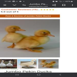  Canard Pekin Vivants Un Jour - animaux vivants on cherche fournisseur en europe,  de canards pekin vivants,  un jour. quantité-2.000 à 3.000 /semaine pour le portugal. --merci