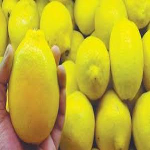  Citrons Algériens Fraîcheur Et Qualité - fruits et légumes découvrez l excellence des citrons algériens,  cultivés dans des vergers ensoleillés et gorgés de saveurs naturelles.----  goût intense et acidulé - parfaits pour la cuisine et les boissons.--  riches en vitamines c - santé et énergie dans