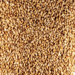  Graines De Sésame Grillées Graines De Sésam - semence graine plant graines de sésame----les graines de sésame sont de petites graines avec une agréable saveur de noisette douce. ils sont une bonne source de fer et de calcium. ces graines peuvent etre broyées pour obtenir une pâte appelée « tahini »,  qui est l'un des principa