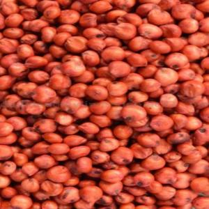  Sorgho Rouge Et Blanc Vendre Farine De So - semence graine plant allemagne est une soci&eacute;t&eacute; bas&eacute;e depuis 2012 traitant de nombreux--les animaux nourrissent des produits tels que le maïs jaune pour l'alimentation animale,  la farine de gluten de maïs,  toutes sortes d'aliments de bl&eacute; disponibles,  le sorgho rouge pour l'alimentation humaine