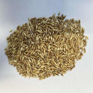  Grains De Teff, D'orge Et De Sorgho,d'avoine - semence graine plant nous proposons une belle qualit&eacute; de graines d'orge malt&eacute;es qui sont utilis&eacute;es comme compl&eacute;ment alimentaire. nos produits sont s&eacute;lectionn&eacute;s dans les meilleures fermes d'orge provenant de champs de culture importants où des m&eacute;thodes agricoles propres et