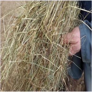  100 Tonnes De Foin - aliments pour animaux agriculteur dans la manche (50190).--vends environ 100 tonnes de foin 2024.--balles rondes,  diamètre 125.--de très bonne qualité,  stocké à l'abri.--récolté sans eau.