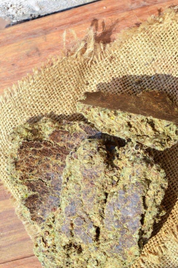  Tourteaux, Cake Et Huile De Graines De Coton - matiere vegetale notre entreprise sp&eacute;cialis&eacute;e dans le commerce de produits agricoles de qualit&eacute; est fi&egrave;re de vous pr&eacute;senter une opportunit&eacute; exceptionnelle d'acqu&eacute;rir du cake cotton et de l'huile raffin&eacute;e de coton deux produits d'exception issus de l'agricultu