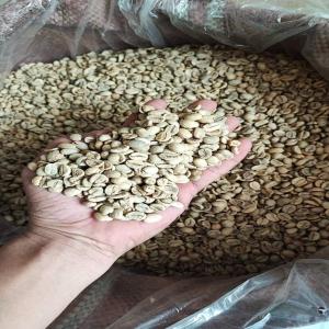  Arabica And Robusta Coffee Beans - coffee cocoa tea  tanzania washed arabica and robusta coffee beans--screen-17 up,  grade aa--package- 50/60kg/jute bag--20ft container- 19.5tons or 22tons (bulk packing)--moisture- max 12%--defection/broken- max 8%--clean cupping,  no primary defection.--custom documents- origin of cert (form c or e),  quality and weig