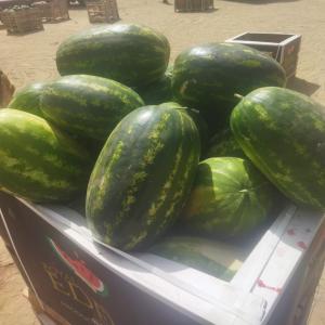  Pasteque Allongée Mouritanie - fruits et légumes direct producteur ,  importateur --nous proposons la past&egrave;que allong&eacute;e origine mouritanie,  r&eacute;put&eacute;e pour sa chair rouge,  juteuse et sucr&eacute;e. ----caract&eacute;ristiques - forme allong&eacute;e,  peau lisse et ray&eacute;e,  go&ucirc;t rafra&icirc;chissant.--qualit&eacut