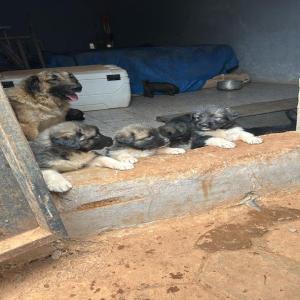  Vente D'animaux De Compagnie - animaux vivants c'est des chiens de races pures,  éducateur (dressage),  toilettage,  balades,  suivis quotidien.